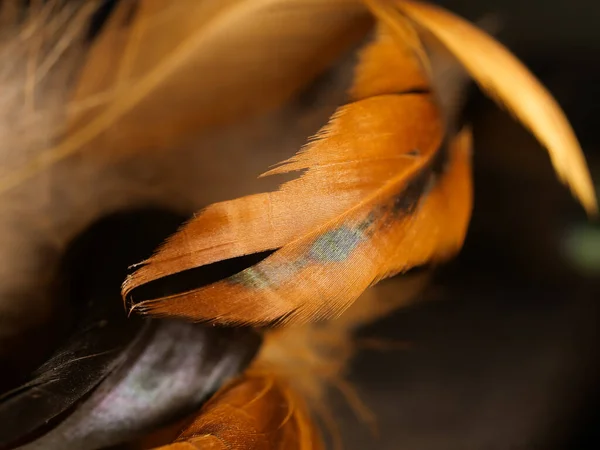 黒を背景に羽のクローズアップスタジオショット — ストック写真