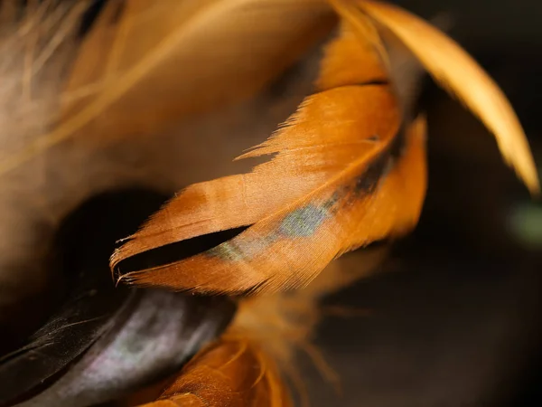 Close Studio Shot Feathers Black Background — Stock Photo, Image