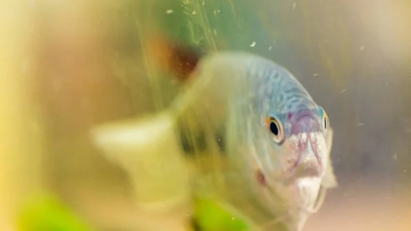 水族馆里的鱼的特写镜头 — 图库照片