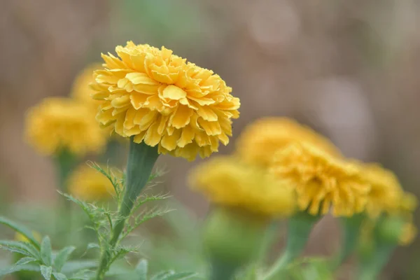 Vahşi Doğada Açan Sarı Çiçeğin Seçici Odağı — Stok fotoğraf