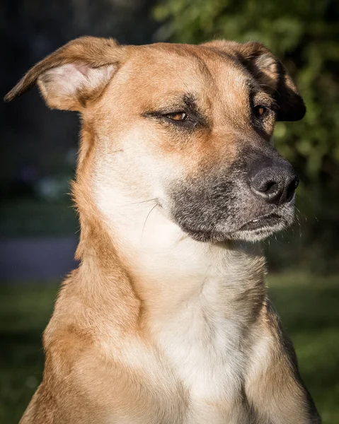 Primer Plano Vertical Del Perro Carolina Parque — Foto de Stock