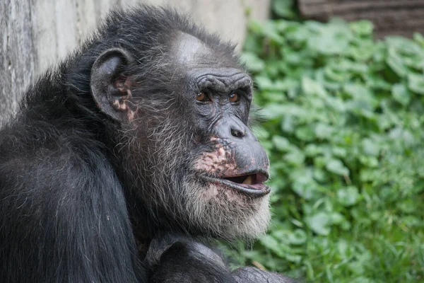 Gros Plan Vieux Chimpanzé Fourrure Dans Zoo — Photo