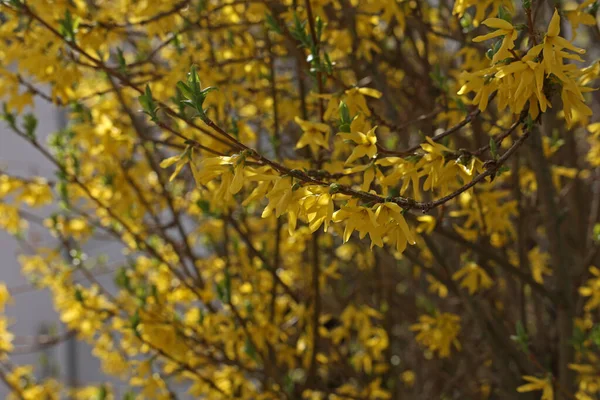 Una Hermosa Forsitia Amarilla Florece Jardín Botánico — Foto de Stock