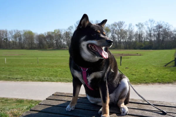 石坝因努的一只可爱的狗在公园里繁殖 — 图库照片