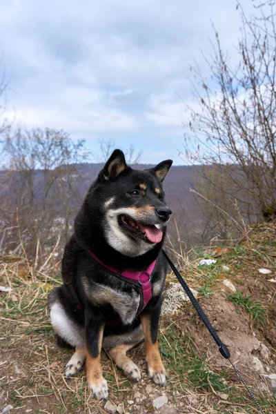 Shiba Inu Aranyos Kutyája Egy Parkban Tenyészt — Stock Fotó