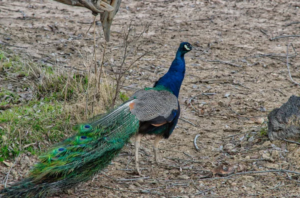 Påfågel Med Vackra Fjädrar Park — Stockfoto