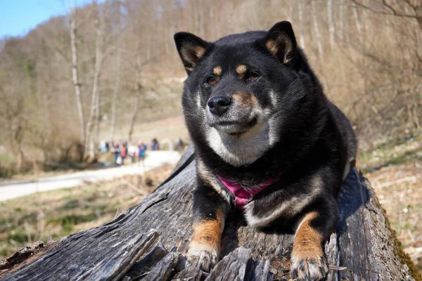 Shiba Inu Aranyos Kutyája Egy Felületen Tenyészt Egy Parkban — Stock Fotó