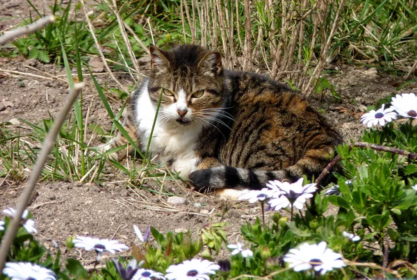 Primer Plano Gato Tabby Acostado Suelo Jardín — Foto de Stock