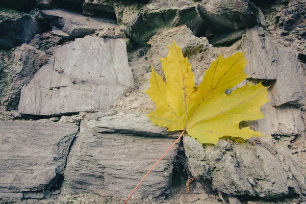 Крупный План Осеннего Кленового Листа Упавшего Каменистую Поверхность — стоковое фото