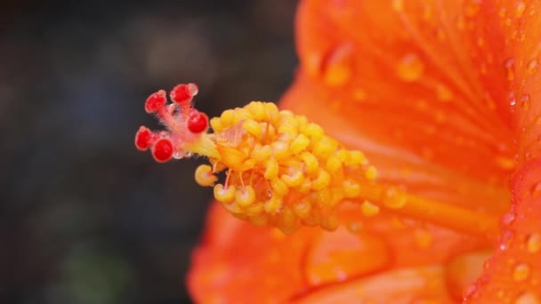 Vacker Botanisk Skott Naturliga Tapeter — Stockvideo
