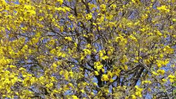 Hermosas Flores Primavera Bosque — Vídeos de Stock