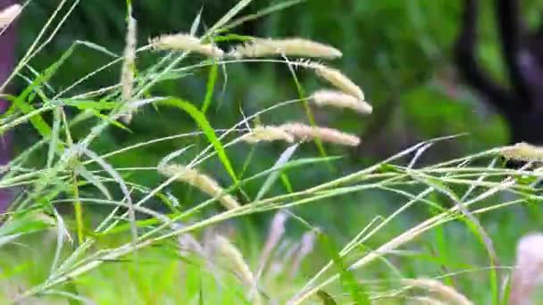 Hierba Verde Jardín — Vídeos de Stock