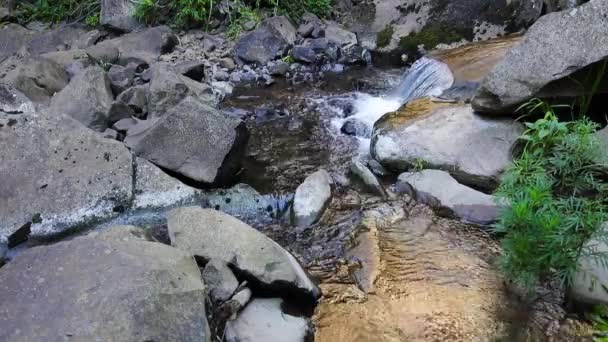 Bella Vista Sul Fiume Nella Foresta — Video Stock