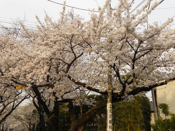 東京都 2021年2月1日 東京都内の街路樹 春の時間帯がやってきました — ストック写真