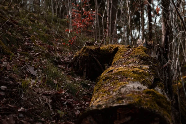 Krásný Záběr Les — Stock fotografie