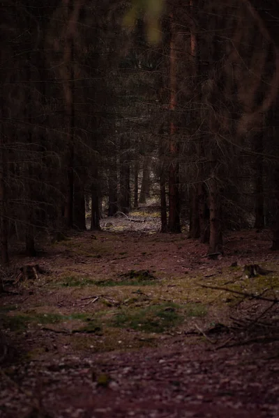 Krásný Záběr Les Dne — Stock fotografie