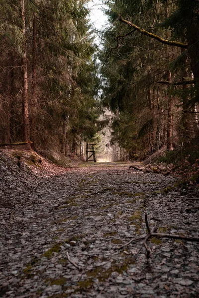 Ein Schöner Schuss Wald — Stockfoto