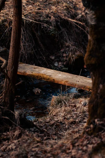 Una Hermosa Foto Bosque Durante Día — Foto de Stock