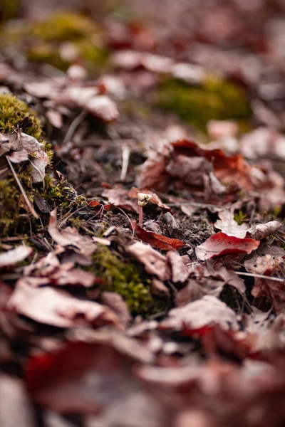 Bel Colpo Foresta Durante Giorno — Foto Stock