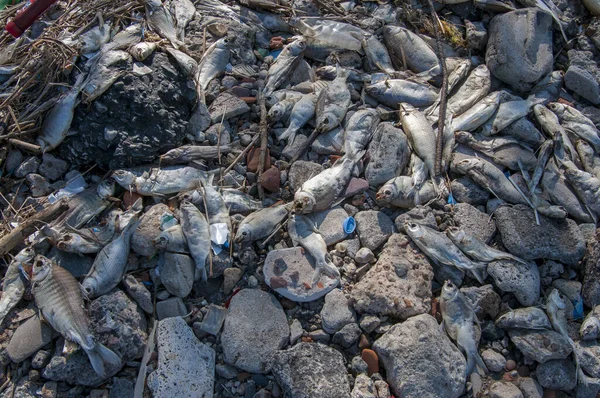 Eine Nahaufnahme Toter Fische Durch Umweltverschmutzung Der Nähe Eines Wärmekraftwerks — Stockfoto