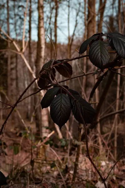 Beau Cliché Une Forêt Dans Journée — Photo