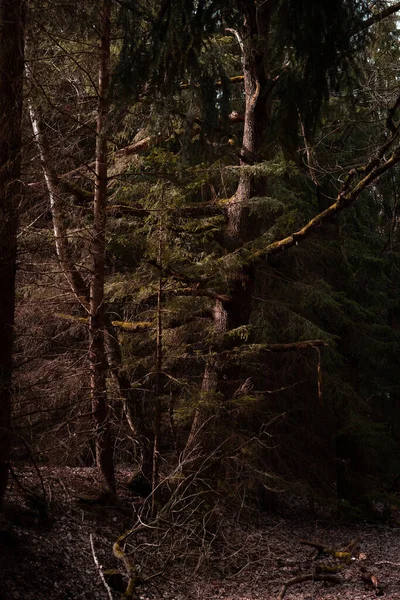 Прекрасний Знімок Лісу — стокове фото