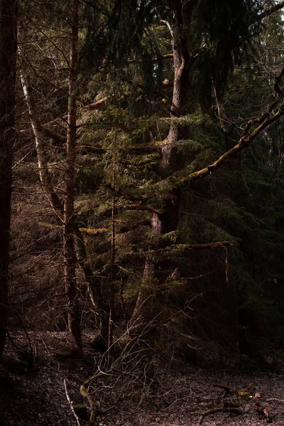 Een Prachtig Shot Bos — Stockfoto