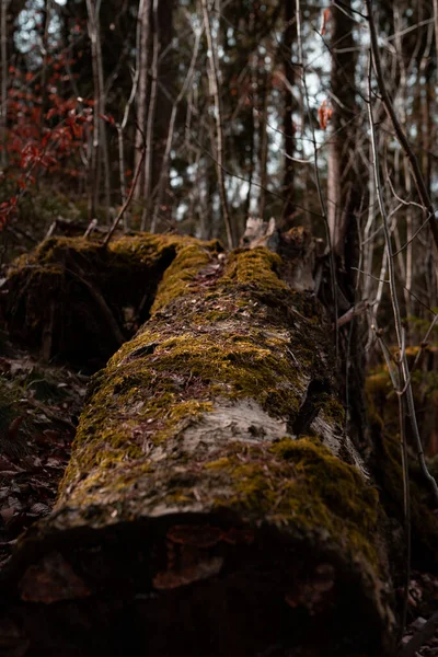 Beau Plan Une Forêt — Photo