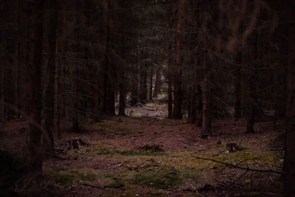 Beau Cliché Une Forêt Dans Journée — Photo