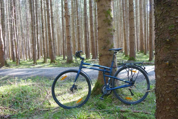 Ένα Μπλε Ποδήλατο Ακουμπισμένο Ένα Δέντρο Στο Δάσος — Φωτογραφία Αρχείου