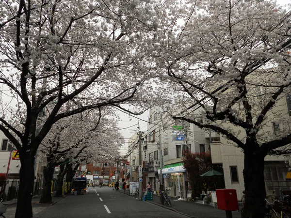 Tokyo Japon Février 2021 Des Arbres Fleurissent Dans Rue Tokyo — Photo