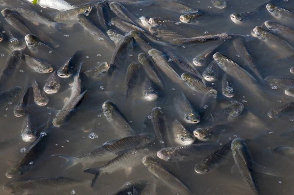 A closeup of dead fishes on the river caused by pollution near a thermal power station