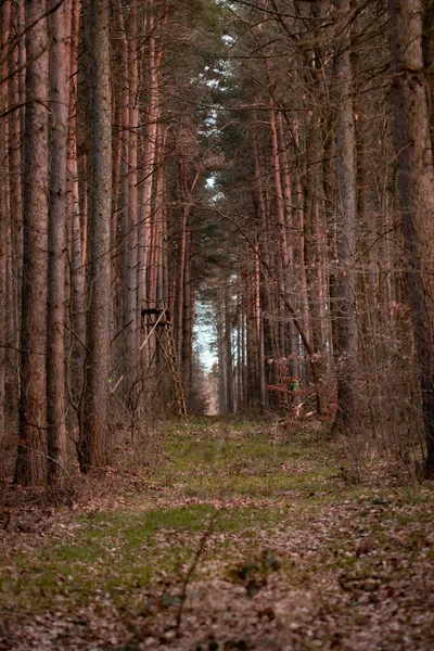 Vacker Bild Skog Dagen — Stockfoto