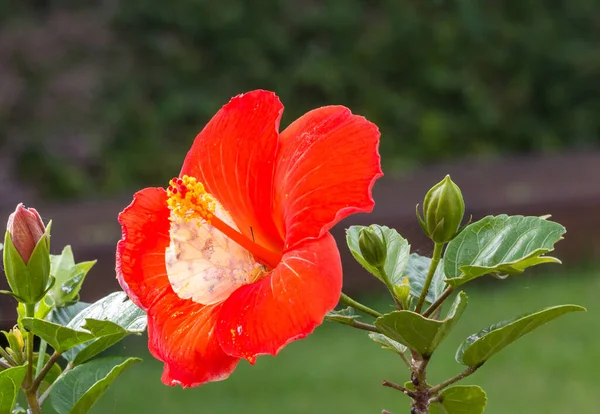 Gros Plan Papillon Sur Hibiscus Rouge — Photo