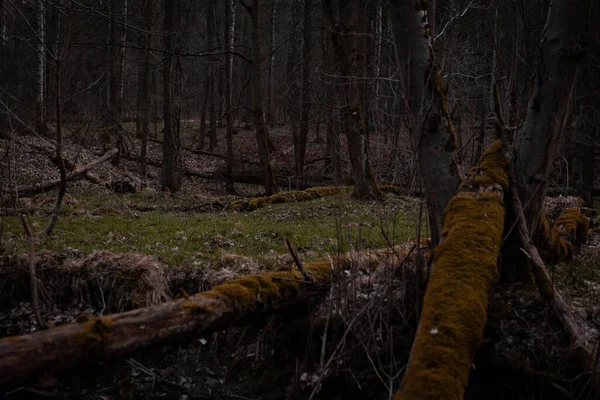 Vacker Bild Skog — Stockfoto