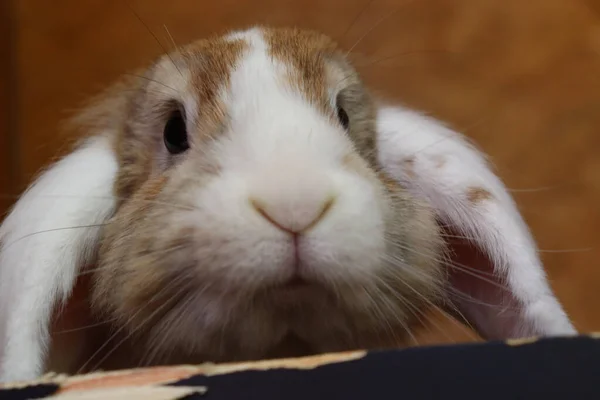 Eine Nahaufnahme Eines Niedlichen Braun Weißen French Lop Der Von — Stockfoto