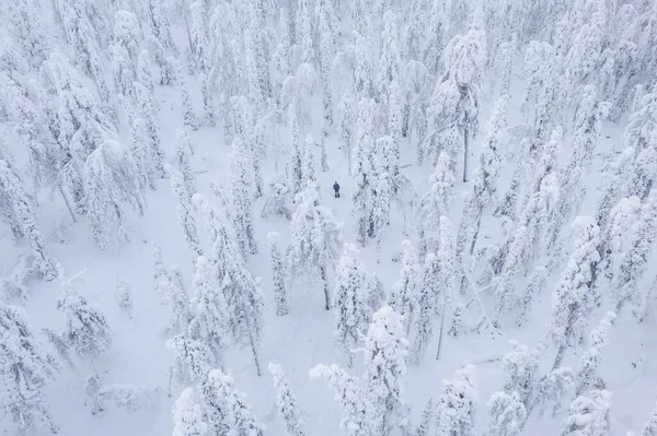 Aerial Drone View Person Snowshoeing Snow Covered Forests Lapland — 스톡 사진