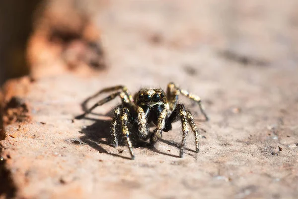 선택적으로 표면에 뛰어오르는 거미의 초점을 맞추는 — 스톡 사진