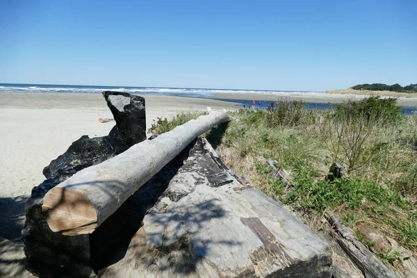 Een Shot Van Een Gekapte Boom Stam Oregon Kustlijn — Stockfoto