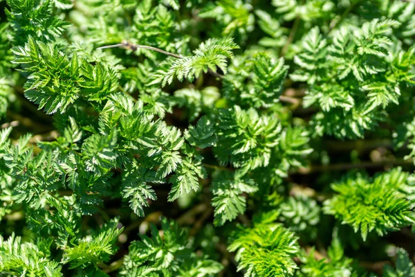 Giardino Soleggiato Che Mostra Belle Piante Verdi — Foto Stock
