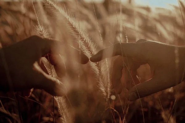 Duas Mãos Tocando Por Dedos Jardim Trigo Hora Ouro — Fotografia de Stock