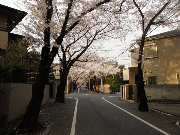 Tokio Japón 2021 Los Árboles Florecen Calle Tokio Llegó Primavera —  Fotos de Stock
