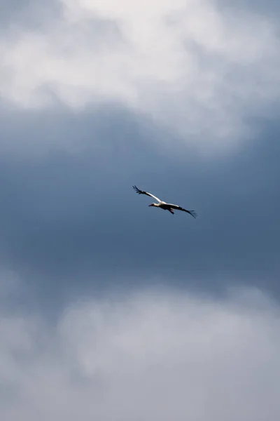 Vertical Shot Stork Flying Cloudy Sky — Stock Photo, Image