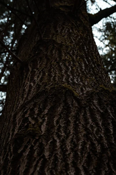 Ormandaki Bir Ağaç Gövdesinin Alçak Açılı Görüntüsü — Stok fotoğraf