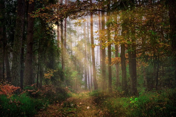 Eine Schöne Aufnahme Des Sonnenlichts Das Durch Hohe Dünne Bäume — Stockfoto