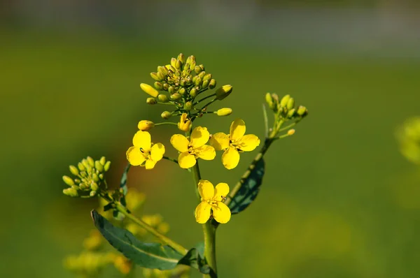 Blommorna Angripna Rapsskalbaggen Men Parasitiska Getingarna Håller Redan Att Bildas — Stockfoto