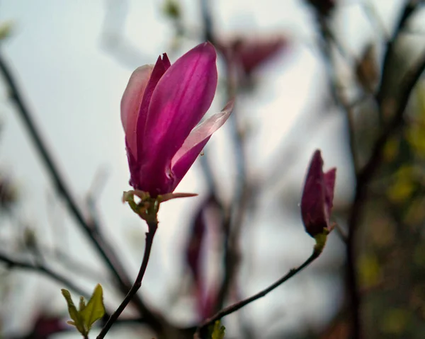 Tiro Close Flores Cor Rosa Galho Árvore — Fotografia de Stock