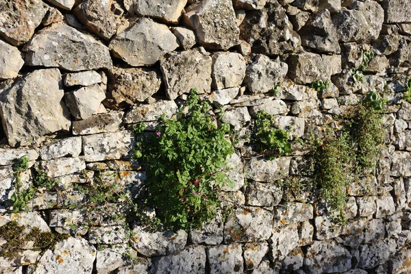 Primer Plano Una Vieja Pared Roca Con Plantas Bajo Luz —  Fotos de Stock