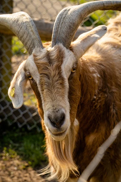 Portret Brązowej Kozy Rogami Spoczywającymi Farmie — Zdjęcie stockowe