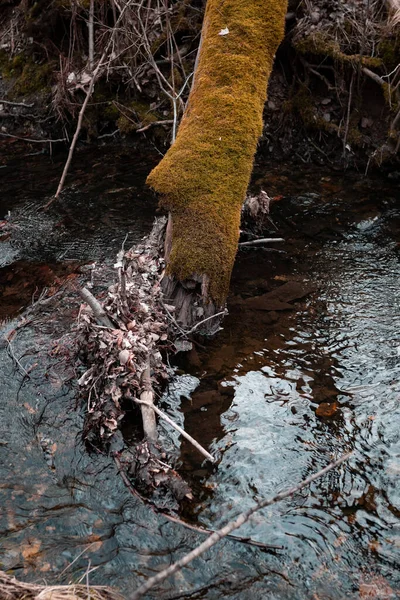 Krásný Záběr Jezera Lese — Stock fotografie